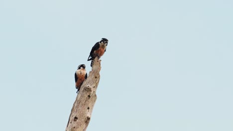 Black-thighed-Falconet,-Microhierax-fringillarius