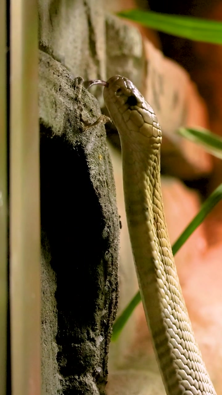 Un serpente si muove attraverso un fogliame verde brillante in un ambiente tropicale, con un'illuminazione calda che crea un'atmosfera naturale e serena