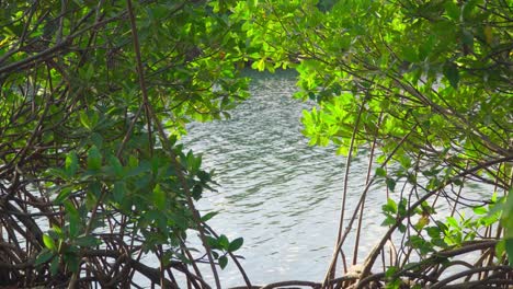 red mangrove branches with ocean water landscape at beach