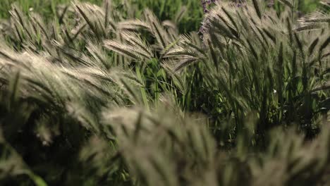 panorama of a wheat field during dusk