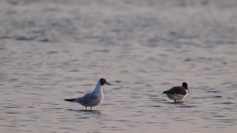 dos pájaros caminando en imágenes de cámara lenta de aguas poco profundas