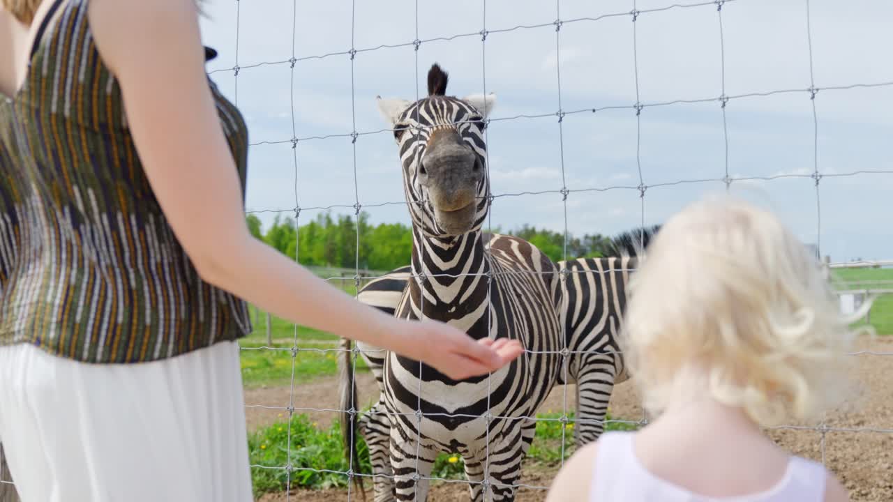 A mother and her daughter happily feed a zebra through a zoo fence in a forward-moving dolly shot