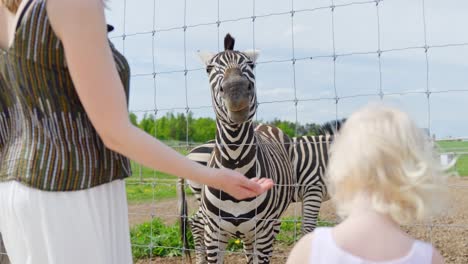 a mother and her daughter happily feed a zebra through a zoo fence in a forward-moving dolly shot