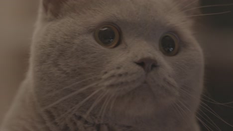 close-up of a grey british shorthair cat