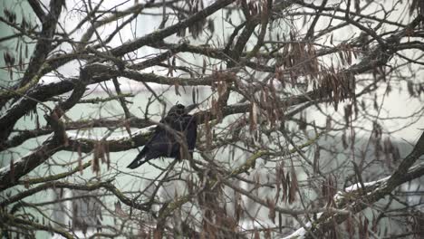 un cuervo se sienta en un árbol en una fuerte nevada 03