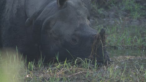 Un-Rinoceronte-Cornudo-En-Nepal.