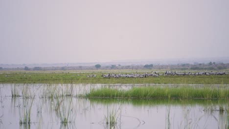 Una-Enorme-Bandada-De-Grullas-Damisela-O-Pájaros-Grus-Virgo-O-Koonj-Posados-En-El-Suelo-Al-Otro-Lado-De-Un-Río-En-Gwalior-Madhya-Pradesh-India-Durante-La-Noche