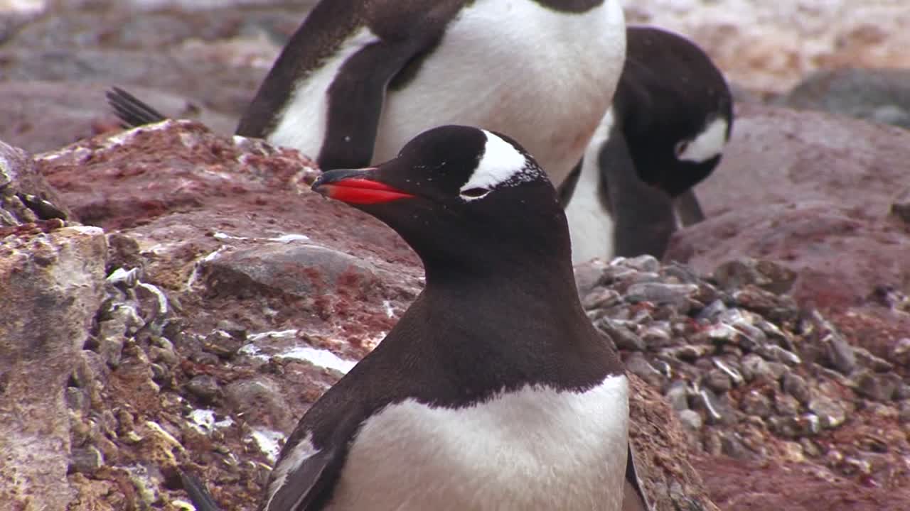 pingüinos en la región de la antártida