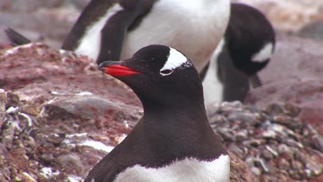 penguins in the antarctica region