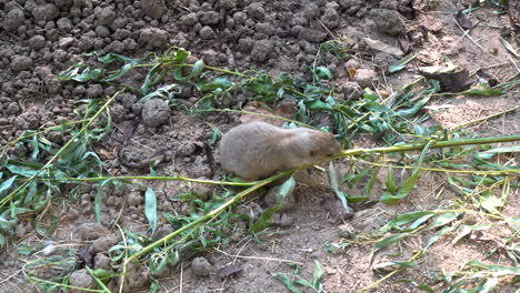 black-tailed prairie dog eating plant with leafs on ground