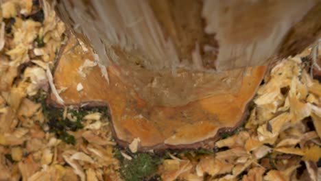 tree log recently chewed by a beaver about to drop - overhead push in shot