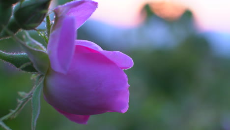 closeup of bulgarian pink rose - pink bud with dewdrops
in a garden located in the rose valley in bulgaria