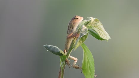 lagarto en hoja . hoja verde