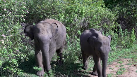 two young wild elephants walking and foraging in a lush forest reserve in sri lanka, embodying the beauty of nature and wildlife