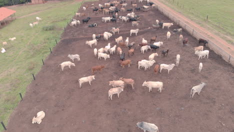 livestock in confinement, oxen, cows, aerial view in cloudy day