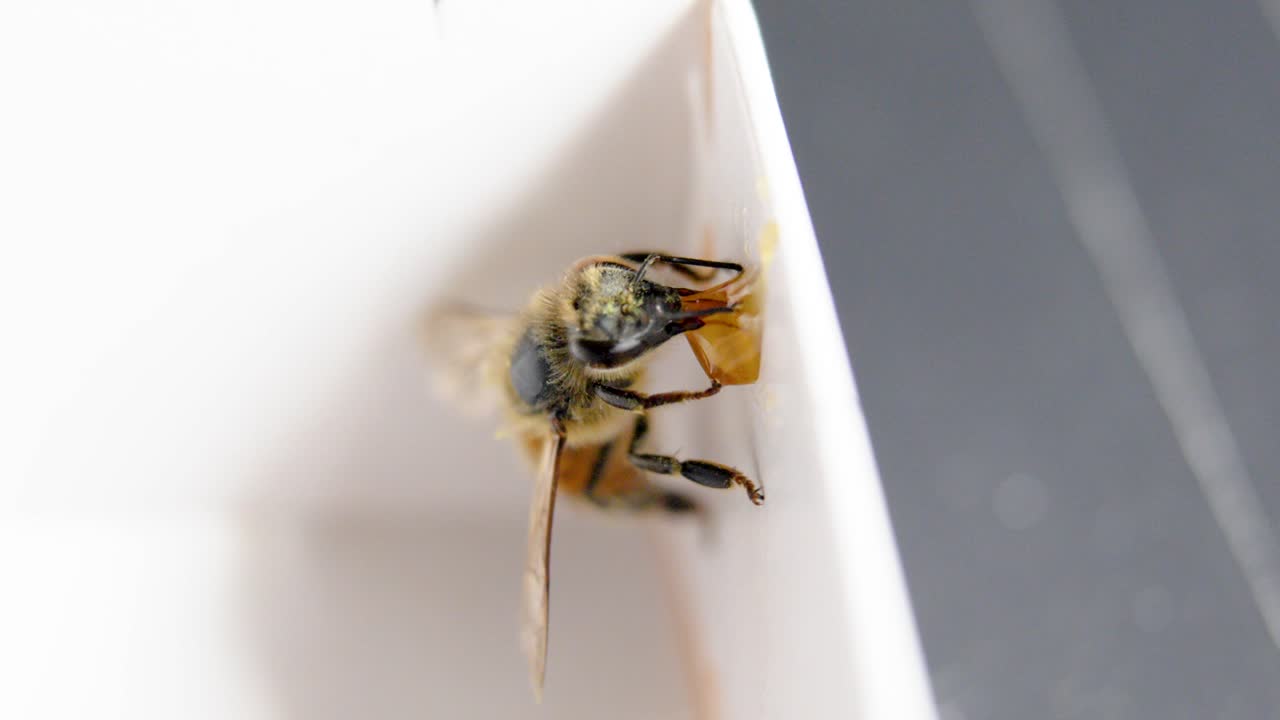 close up of bee eating honey on white plastic edge in natural light macro perspective - vertical