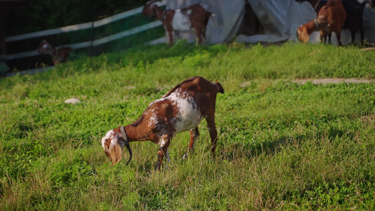 풀 에서 먹이를 먹는 염소