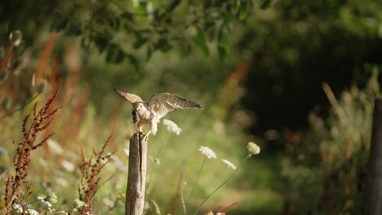 cernícalo común comiendo un ratón de campo en un poste de madera