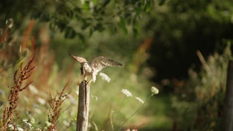 Turmfalke,-Der-Eine-Feldmaus-Auf-Einem-Holzpfosten-Frisst