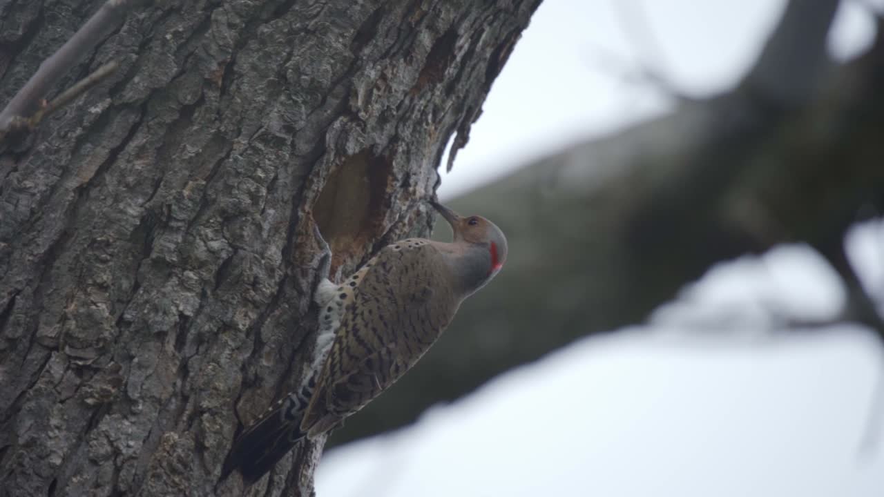 primer plano de un pájaro carpintero parpadeo del norte saliendo de un nido en caledon, ontario