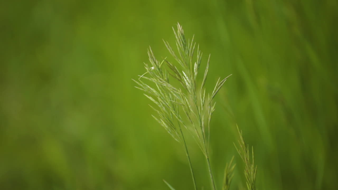 un primer plano de una hermosa planta verde