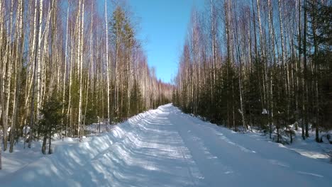 snowy forest road in winter