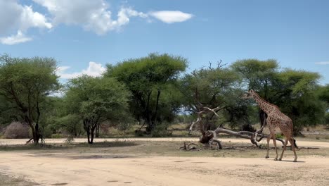 masai giraffe (giraffa tippelskirchi) walks into the frame. tarangire national park, tanzania.