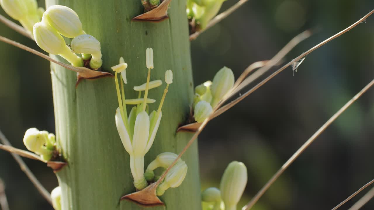 Close up green cactus with yellow spines within a desert environment, city park in Barcelona, Montjuic. African background