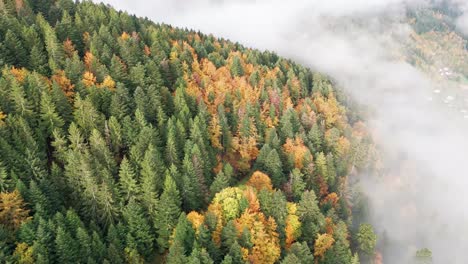 Aerial-view-over-vibrant-automnal-mountain-forest-with-a-sea-of-clouds,-4K