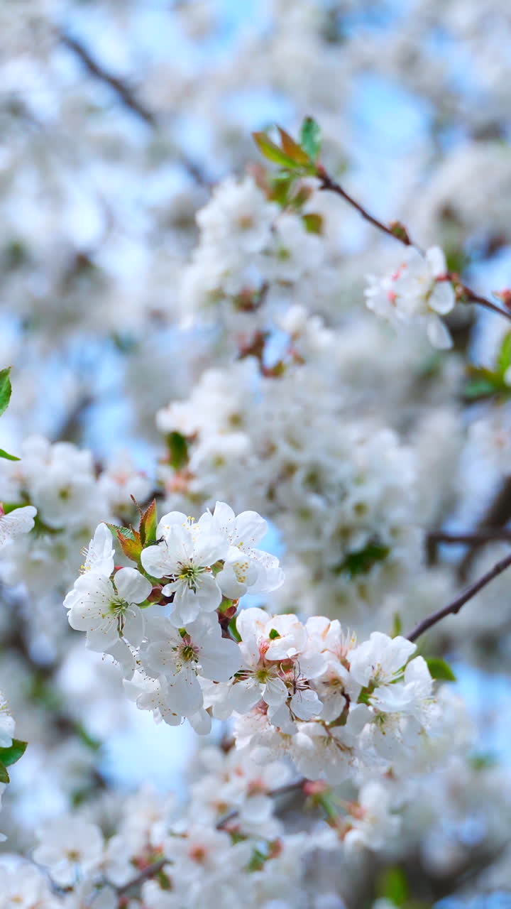 Spring cherry branches with white flowers and young green leaves. Vertical video