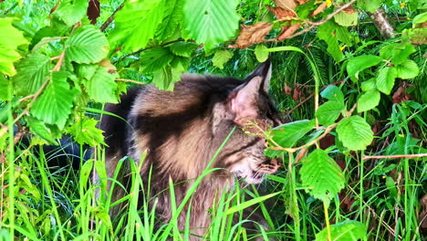 fluffy grey cat sitting in tall green grass hiding under dense leafy bushes