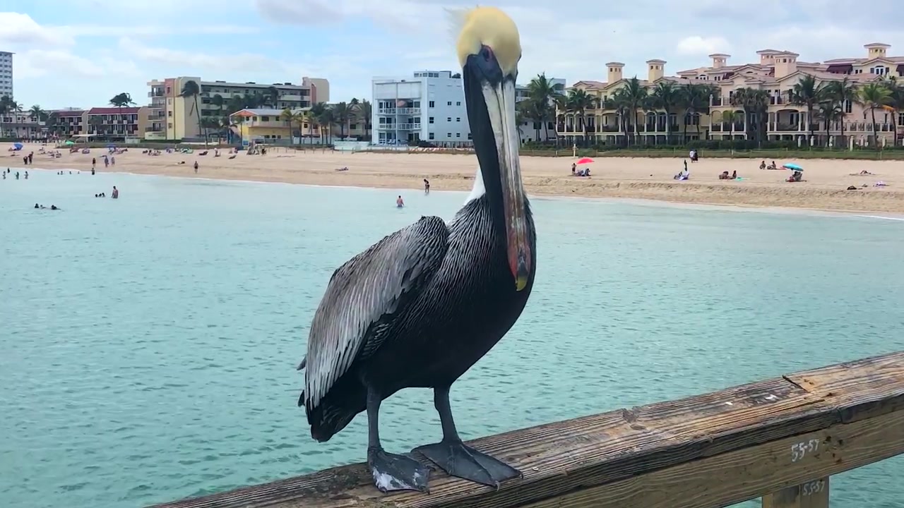 Pellicano su una piattaforma in spiaggia