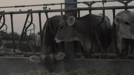 free grazing cows and breeding in the italian plain in puglia