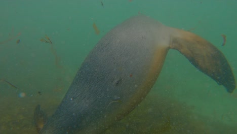 cámara lenta bajo el agua con dos leones marinos australianos nadando lejos