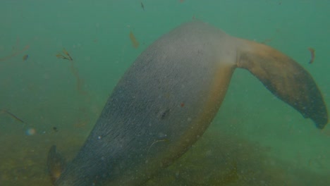 slow motion under water with two australia sea lions swimming away