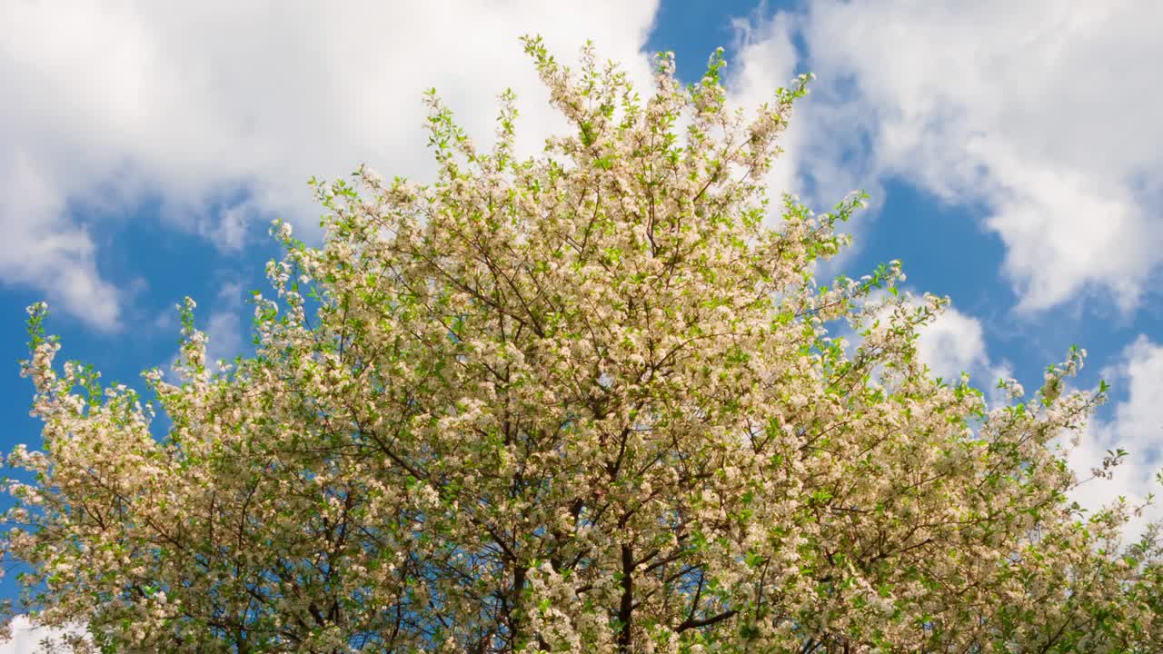봄의 시간은 흐린 파란 하늘에 있는 체리 나무의  꽃입니다.