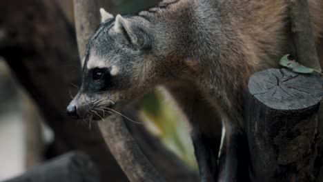 Mapache-Cangrejero-En-Busca-De-Alimento-Posado-En-Los-árboles-Del-Bosque-De-Manglares-En-Costa-Rica,-América-Central