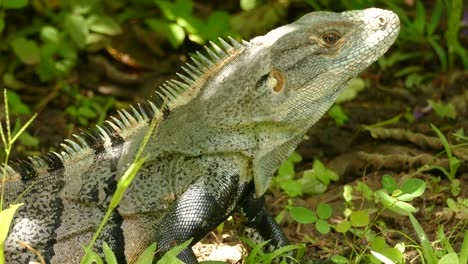 close up of pale green and black iguana in the tropical rain forest of costa rica