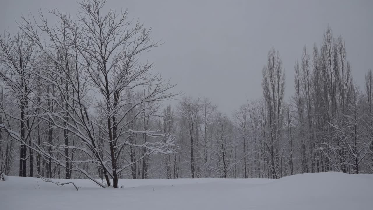 A serene winter landscape video captures snow-covered trees from a low angle