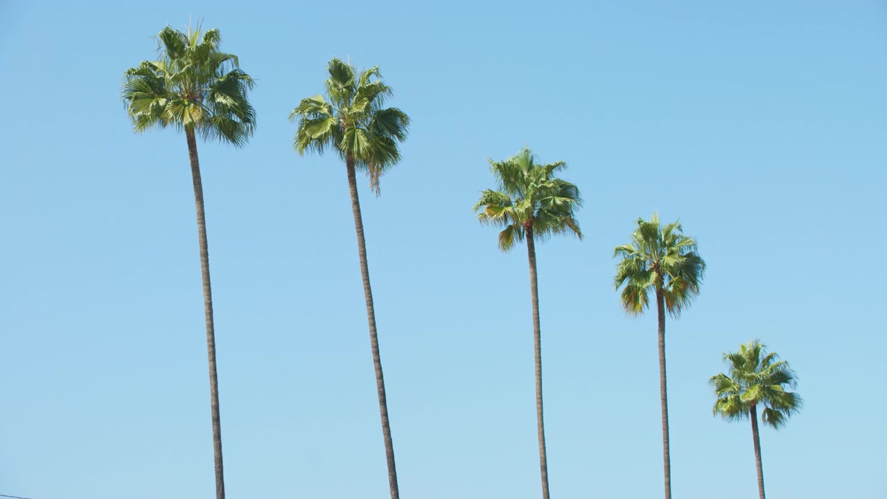 Palm trees of Los Angeles moving with the wind (Washingtonia filifera)