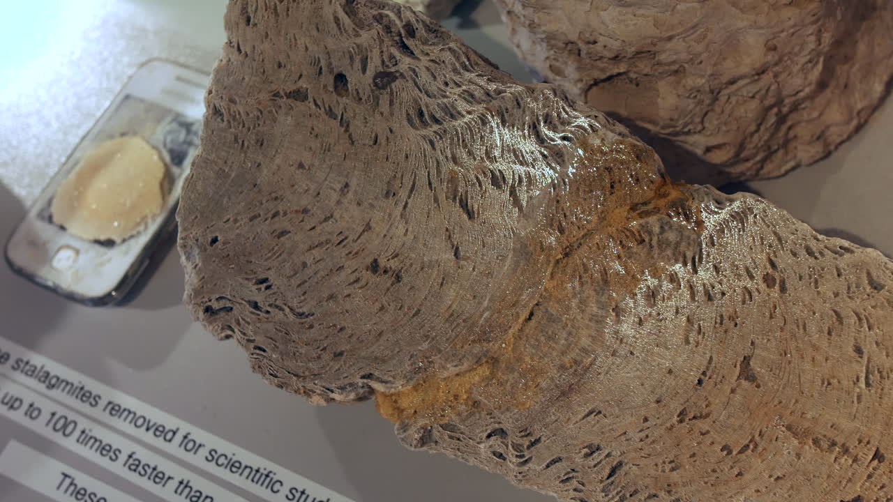 A cross-section of fossilized coral stalagmite, displaying its intricate, porous structure. The smooth, polished surface reveals the organic growth rings, offering insight into an ancient cave