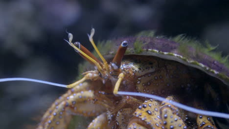 crab closeup underwater