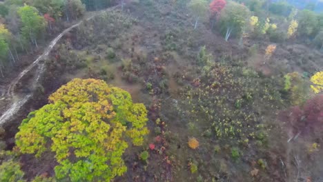 drone fpv brumoso con árboles y camino