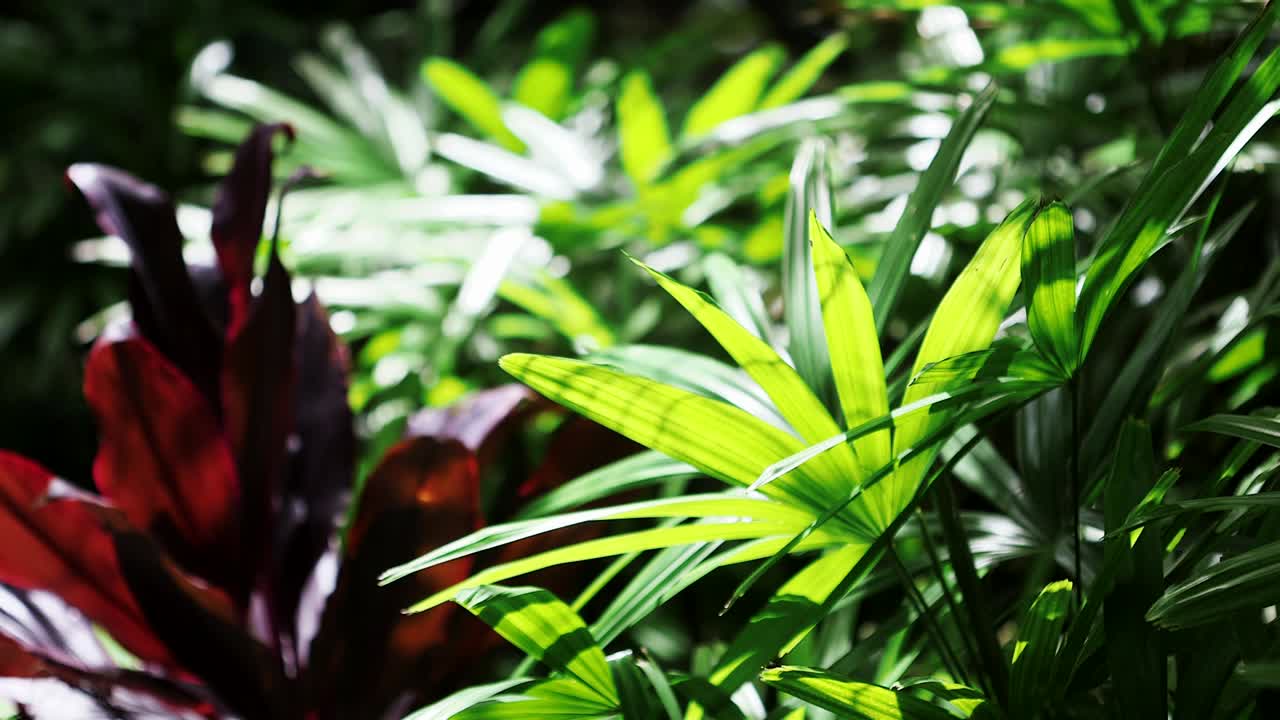 exuberante paisaje tropical con luz moteada