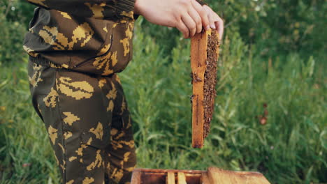 beekeeper inspecting honeycomb frame