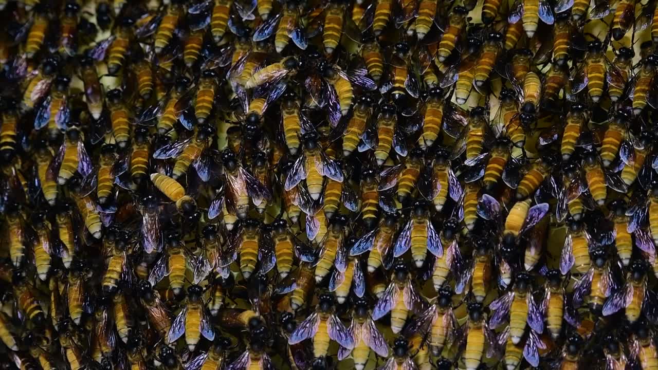 Giant Honey Bees are known to build large colonies of nest with symmetrical pockets made of wax for them to store honey as their food source