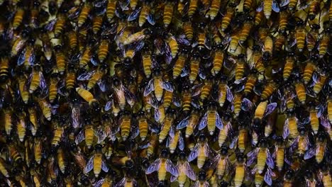 giant honey bees are known to build large colonies of nest with symmetrical pockets made of wax for them to store honey as their food source