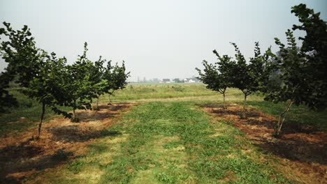 Drone-pushing-through-tree-farm-with-a-cloudy,-misty,-foggy,-smoky-sky-with-ceremony-at-the-end-of-the-field