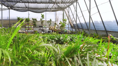lush green plants thriving in greenhouse nursery under natural sunlight