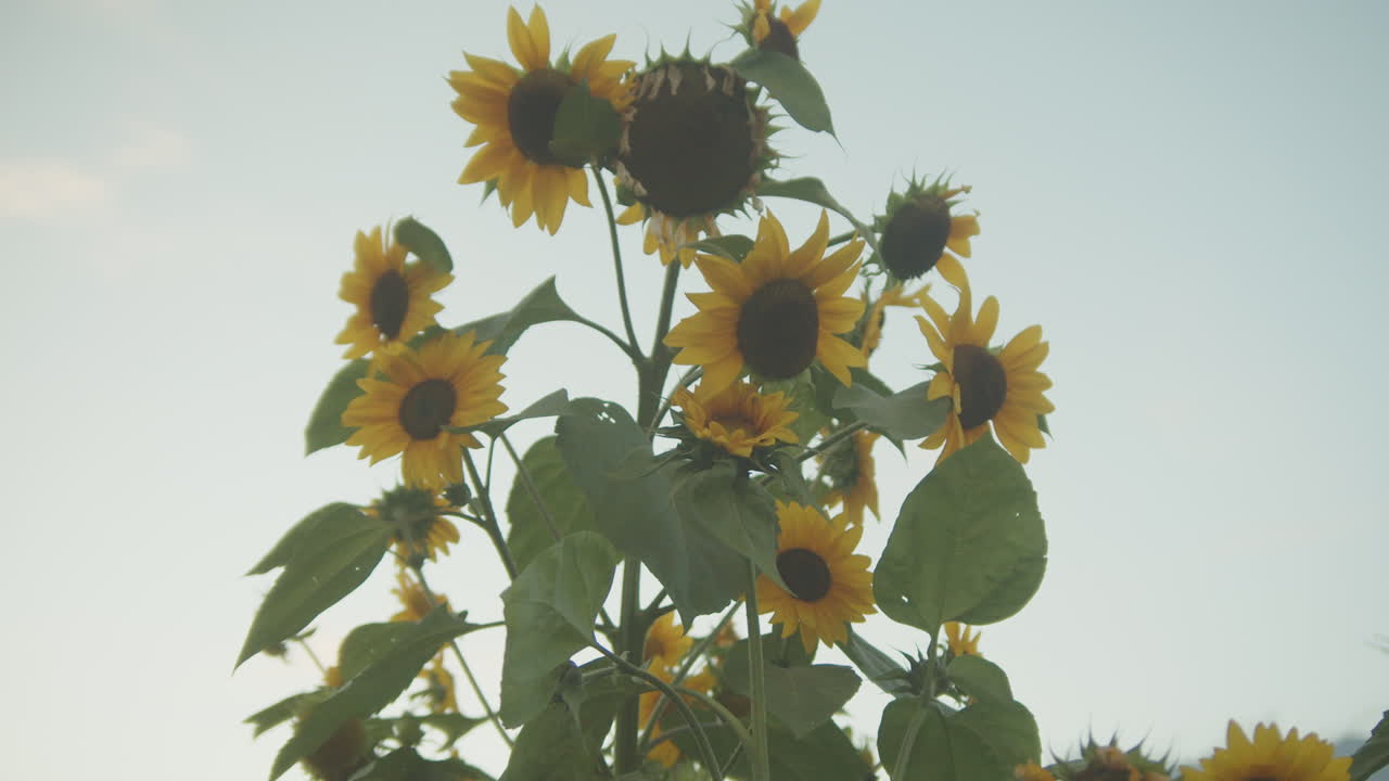 Detailed shot of a blooming sunflower gently moving in the wind. A vibrant symbol of summer and natural beauty